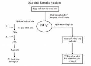 khử nito