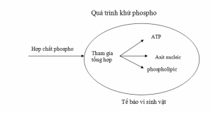 khử phospho